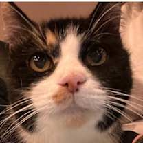 Thumbnail photo of Autumn #2