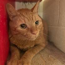 Thumbnail photo of Race (LE) #2