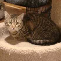 Thumbnail photo of Zorrita #4