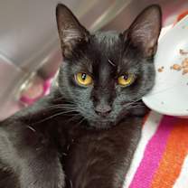 Thumbnail photo of Xena #1