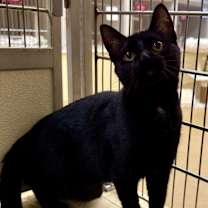 Thumbnail photo of Xena #2