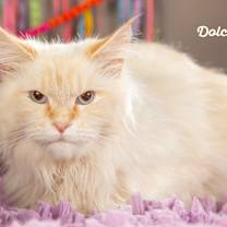 Thumbnail photo of Prada #3