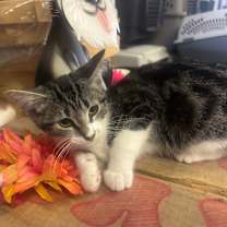 Thumbnail photo of Dorito #1