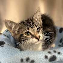 Thumbnail photo of Dorito #2