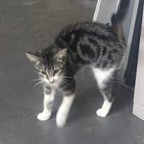 Thumbnail photo of Dorito #3