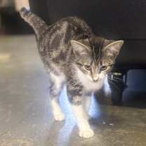 Thumbnail photo of Dorito #4