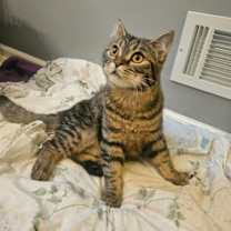 Thumbnail photo of Mars Q #1