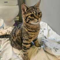 Thumbnail photo of Mars Q #2