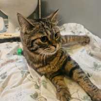 Thumbnail photo of Mars Q #3