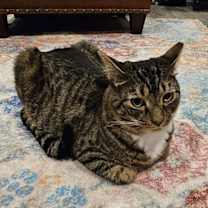 Thumbnail photo of Dixon #3