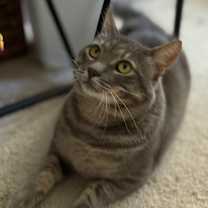 Thumbnail photo of Thomasino #3