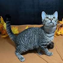 Thumbnail photo of Macky #2