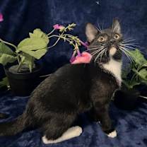 Thumbnail photo of Nixie #3