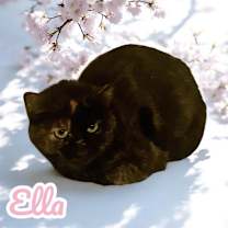 Thumbnail photo of Ella #1