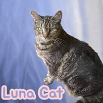 Thumbnail photo of Luna Cat #1