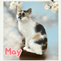 Thumbnail photo of May #1