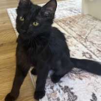 Thumbnail photo of Floofy #4