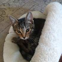 Thumbnail photo of Arla #4