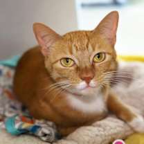 Thumbnail photo of Cobbler *SN* *VIP* #2