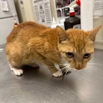 Thumbnail photo of Cobbler *SN* *VIP* #3