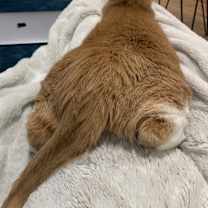 Thumbnail photo of Ginger #2