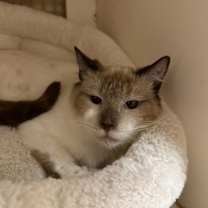 Thumbnail photo of Gibby Napa #2