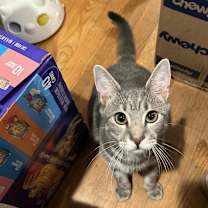 Thumbnail photo of Twig #1