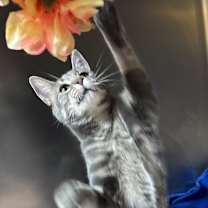 Thumbnail photo of Twig #3