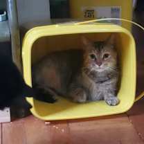 Thumbnail photo of Tabby #3