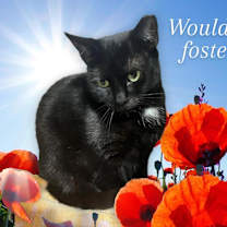 Thumbnail photo of FRANKIE #1