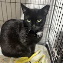 Thumbnail photo of FRANKIE #2