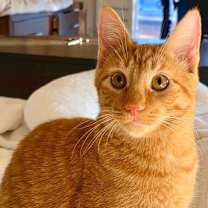 Thumbnail photo of Charlie ⭐️PROMOTION⭐️ BONDED with Seth - Show Hosts #2