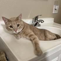 Thumbnail photo of Desmos #1