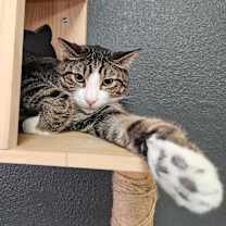 Thumbnail photo of Rocket #4