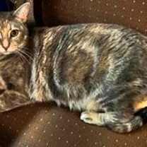 Thumbnail photo of Luna #2