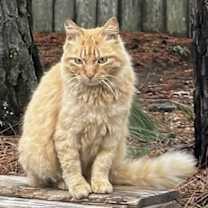 Thumbnail photo of Meeps* #2