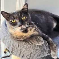 Thumbnail photo of GREY'S ANGEL GIRL #4