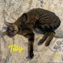 Thumbnail photo of Tilly #adventurous-aristocat #1