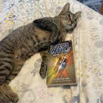 Thumbnail photo of Tilly #adventurous-aristocat #2