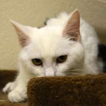 Thumbnail photo of Alaska #2