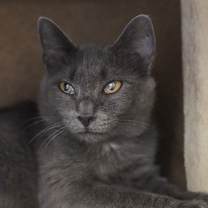 Thumbnail photo of Meowy #1