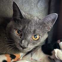 Thumbnail photo of Meowy #2