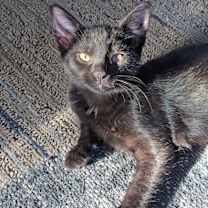 Thumbnail photo of Toothless #2