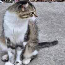 Thumbnail photo of Miss Kitty #2