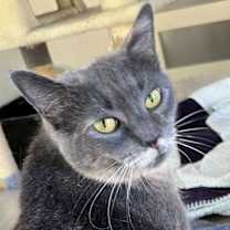 Thumbnail photo of GREY'S ANGEL GIRL #2