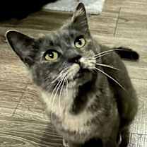 Thumbnail photo of GREY'S ANGEL GIRL #3