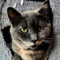 Thumbnail photo of GREY'S ANGEL GIRL #4