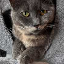 Thumbnail photo of GREY'S ANGEL GIRL #1