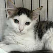 Thumbnail photo of Bonnie #2