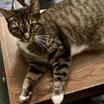 Thumbnail photo of Lumpy #1